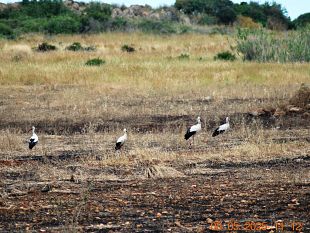 mazara-il-naturalista-sciabica-cicogne-e-ghiandaie-marine-nelle-sciare-mazaresi-rese-poco-accoglienti-dagli-incendi