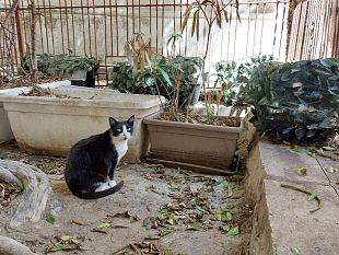 trapani-altre-cucce-per-gatti-randagi-in-centro