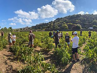pesta-luva-una-nuova-avventura-per-i-piccoli-ranger-del-parco-di-pantelleria