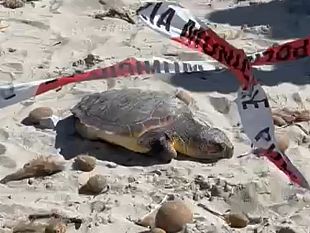 mazara-ritrovata-tartaruga-morta-nella-spiaggia-di-tonnarella