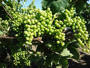 agricoltura-10-milioni-per-la-vendemmia-verde-al-via-il-bando-20252026