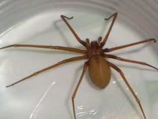 morso-di-un-ragno-uccide-una-donna-a-marsala