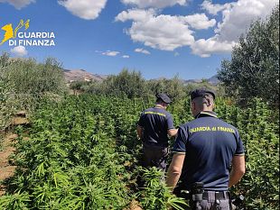 maxi-piantagione-di-marijuana-scoperta-a-partinico