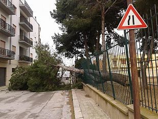 mazara-caduto-grosso-albero-all-interno-di-una-scuola-fortunatamente-nessun-ferito