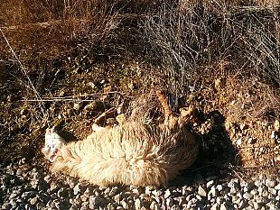 video-petrosino-gregge-finisce-sotto-il-treno-proveniente-da-mazara-grossi-disagi-per-i-pendolari