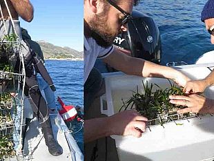 egadi-nuovo-trapianto-sperimentale-di-posidonia-oceanica-realizzato-dal-cnr-iamc