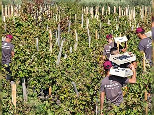 grande-riconoscimento-per-la-firriato-e-lazienda-dellanno-per-la-sostenibilita