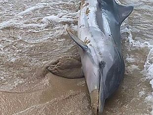 erice-delfino-muore-sulla-spiaggia-inutili-i-soccorsi