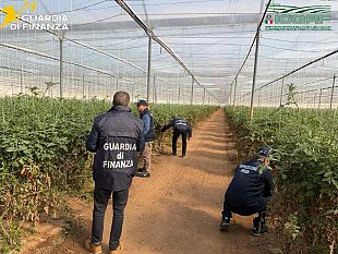 sequestrati-30-mila-semi-di-pomodoro-contraffatti-denunciati-i-titolari-di-4-aziende