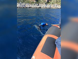 trapani/delfino-intrappolato-nelle-reti-nelle-acque-tra-san-vito-lo-capo-e-castellammare-salvato-dalla-guardia-costiera