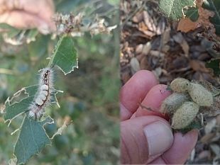 pantelleria-insetti-urticanti-tra-la-vegetazione-attenzione-a-frequentare-i-boschi-dellisola