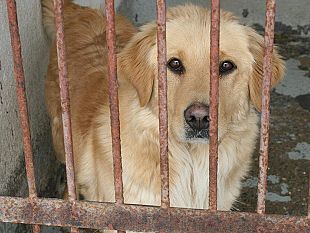 elezioni-in-vista-ma-del-canile-non-si-sente-parlare