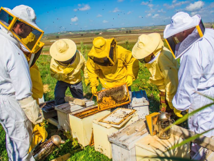 a-monreale-un-corso-di-apicoltura
