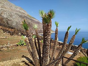 zingaro-dopo-il-fuoco-la-natura-risorge