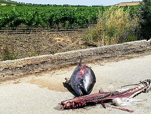 mazara/carcasse-di-tonno-abbandonate-nel-territorio-un-problema-crescente