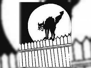 ultime-della-sera-il-gatto-animale-simbolico