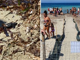 petrosino-schiusa-di-uova-di-tartaruga-caretta-caretta-sulla-spiaggia-di-sibiliana