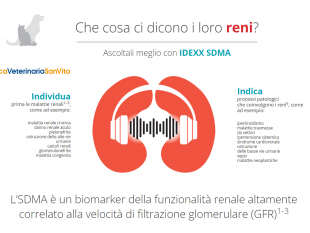 novembre-mese-della-prevenzione-delle-malattie-renali