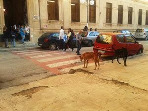 mazara-ennesimo-scontro-fra-randagi-e-cittadini