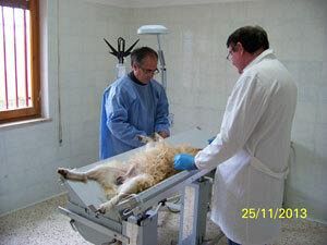 adottati-i-primi-tre-cani-al-rifugio-sanitario