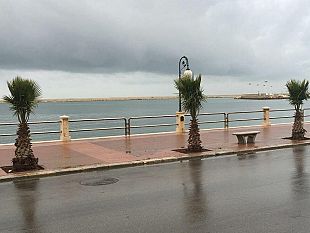 mazara-completati-gli-interventi-di-sostituzione-dei-ceppi-essiccati-al-lungomare