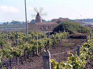 concorso-enologico-dodici-medaglie-a-marsala