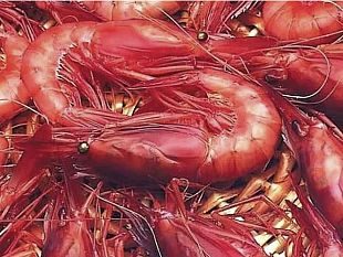 il-gambero-rosso-di-mazara-punta-al-futuro-innovazione-e-sostenibilita-per-lop-blue-sea