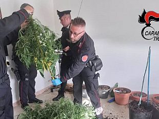 marsala-denunce-e-sequestro-di-piante-di-marijuana