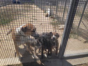 la-presidente-nazionale-dellenpa-ha-ringraziato-il-sindaco-alfano