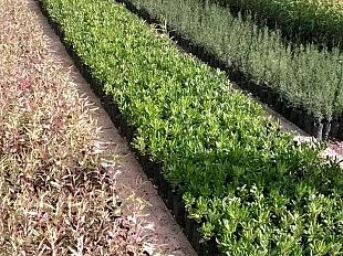 gibellinasostenibile-il-comune-di-gibellina-aderisce-alla-festa-dell-albero-2015-1-000-nuovi-alberi-da-piantumare-in-citta