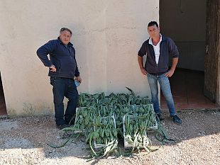 coronavirus-a-pasqua-donati-anche-dolci-e-carciofi