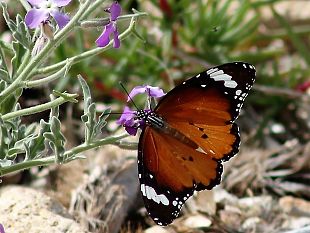 mazara-capo-feto-e-la-giornata-mondiale-dellambiente