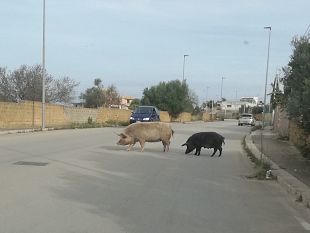 mazara-un-maiale-ed-un-cinghiale-di-grossa-taglia-a-spasso-per-la-strada