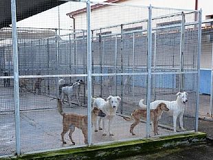al-via-le-domande-per-linserimento-nellalbo-delle-associazioni-animaliste