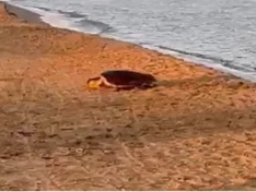 tartaruga-marina-depone-le-uova-sulla-spiaggia-di-trefontane-nido-messo-in-sicurezza-da-operatori-del-wwf