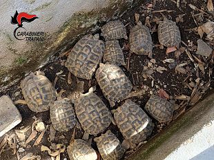 custonaci-teneva-15-tartarughe-in-casa-denunciato