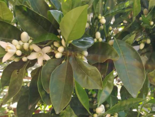 ultime-della-sera-alberi-e-maestri