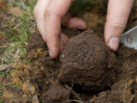 pantelleria-un-progetto-pilota-per-la-coltivazione-del-tartufo