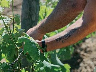 trapani-nuova-stangata-sugli-agricoltori-l-imu-agricola-colpira-duramente-anche-la-provincia