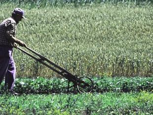 castelvetrano-agricoltore-muore-colto-da-un-malore