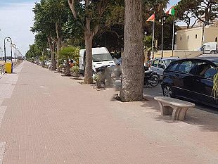 il-duemila-la-scomparsa-delle-palme-africane-nel-paesaggio-mazarese