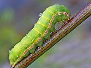 ultime-della-sera-coronavirus