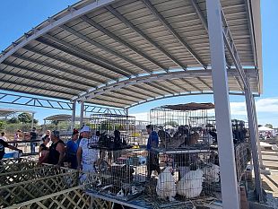 fiera-del-bestiame-le-nuove-coperture