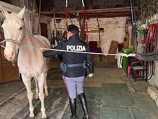 maltrattamenti-animali-7-denunce-e-23-cavalli-sequestrati-a-catania