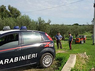 raccolta-delle-olive-a-campobello-iniziano-i-controlli-da-parte-dei-carabinieri