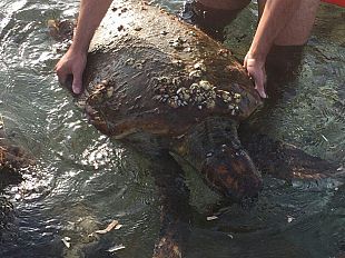 la-guardia-costiera-di-marsala-soccorre-un-esemplare-di-caretta-caretta