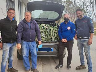 rinnovata-la-donazione-di-carciofi