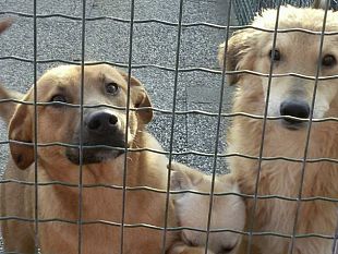 canile-di-marsala-dal-15-giugno-cambiano-gli-orari-estivi-per-garantire-il-benessere-animale