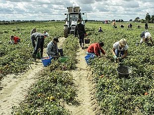 caporalato-nel-trapanese-realta-sommersa-che-va-fatta-emergere-con-controlli-serrati