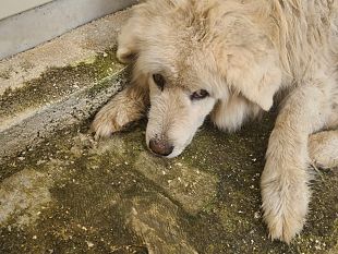 paura-passata-per-lumino-il-pastore-maremmano-che-veglia-sul-cimitero-di-castelvetrano